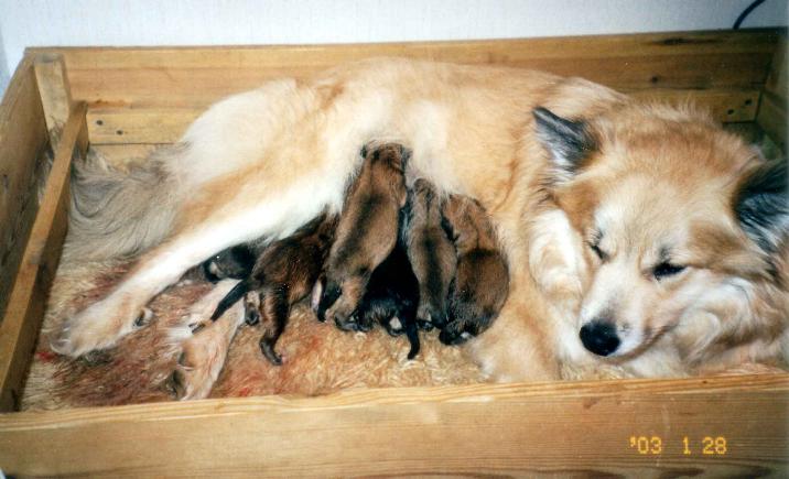 Reppulin Melian ja kuusi